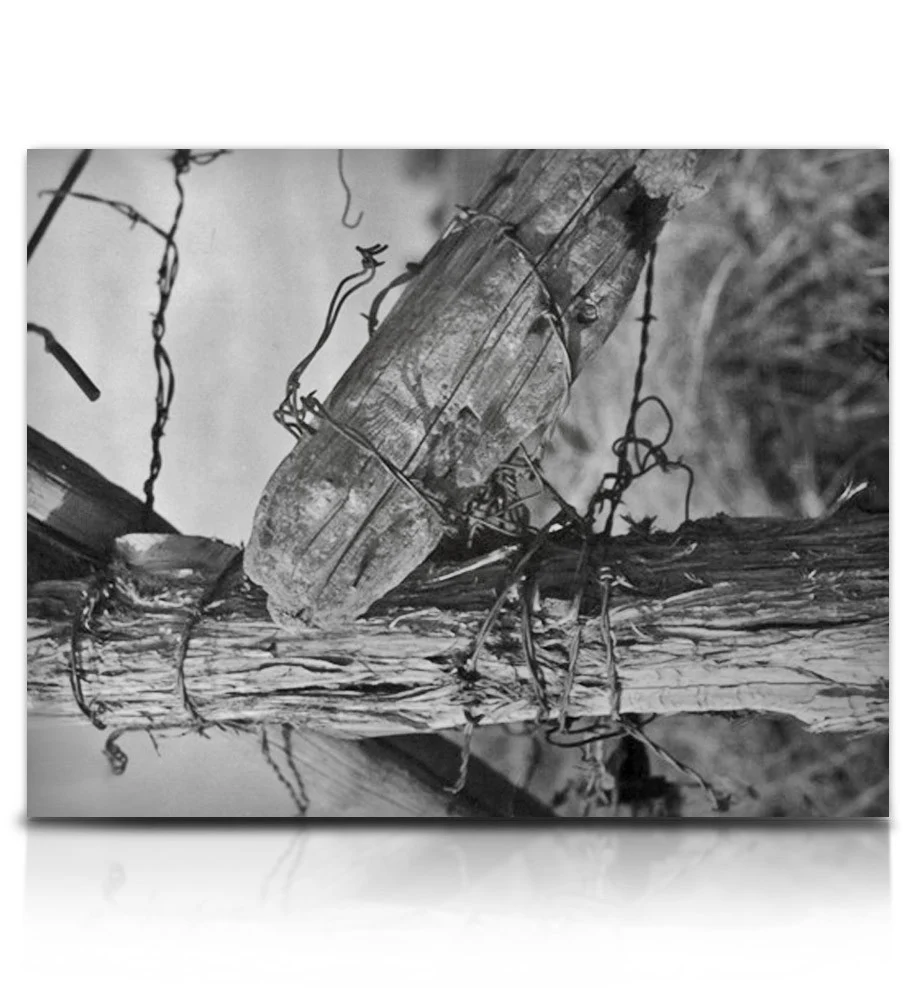 Frendo - Image 12