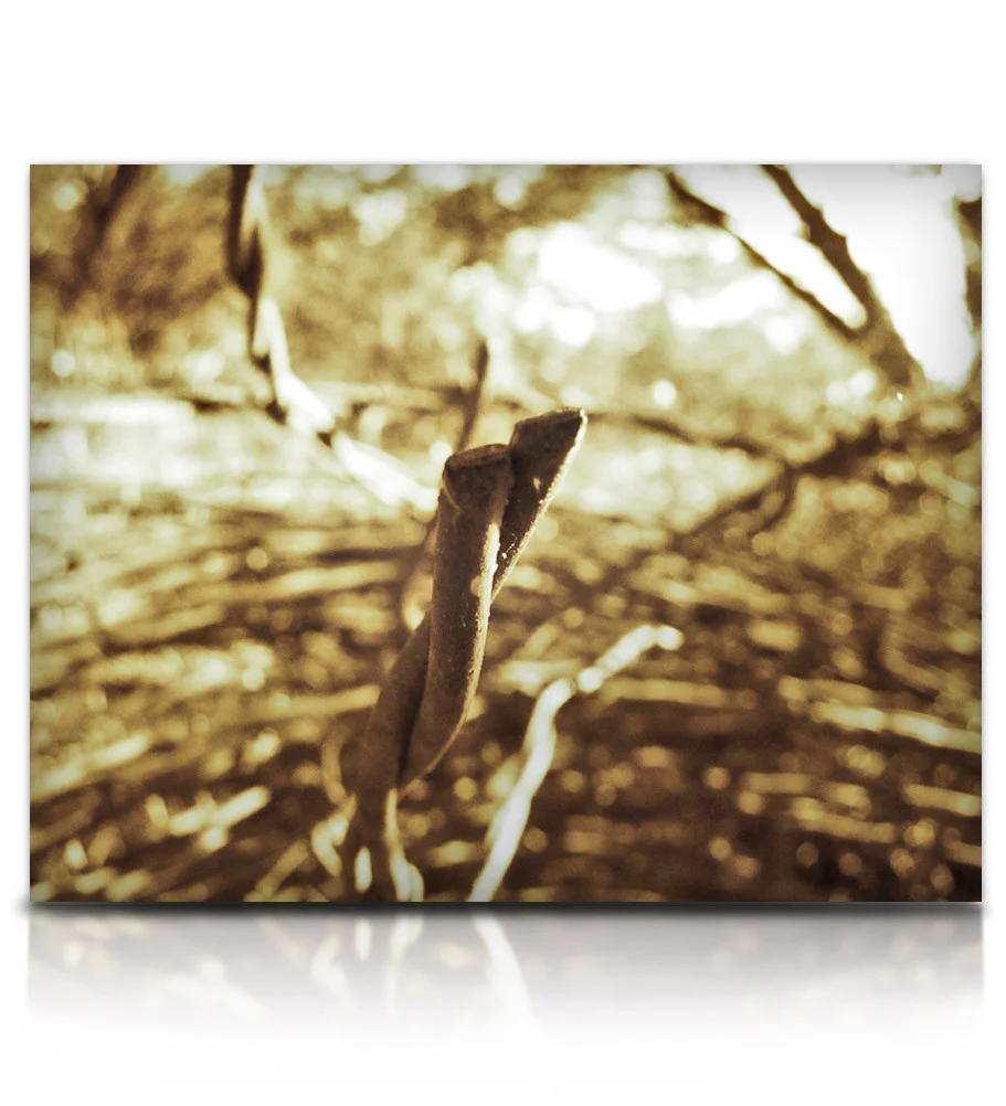 Frendo - Image 7